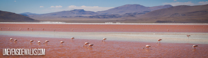 Big group of flamingos eating from the red lake